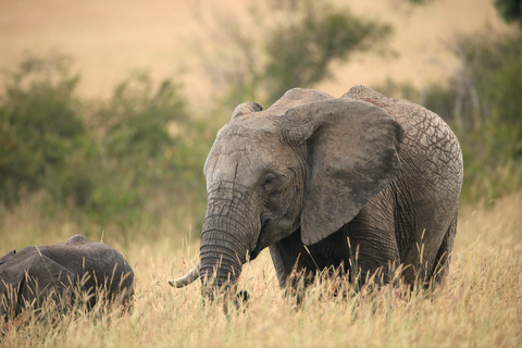 elefanter i afrika